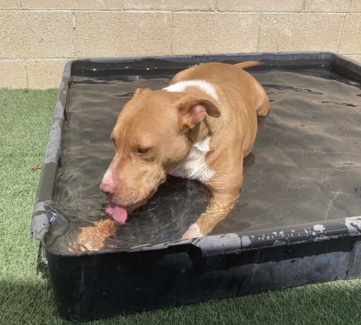 Theo-$75 Adoption Fee! Diamond Dog! 3