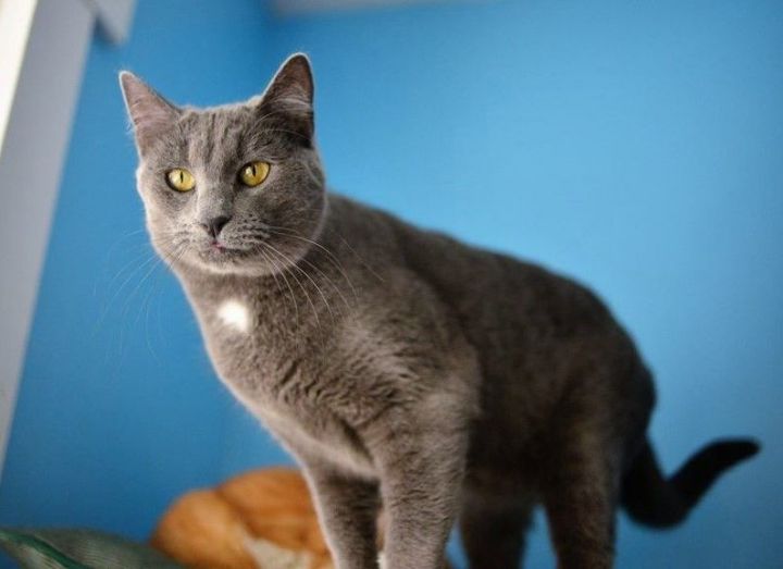 Maggie, an adoptable Domestic Short Hair Mix in Beacon, NY_image-2