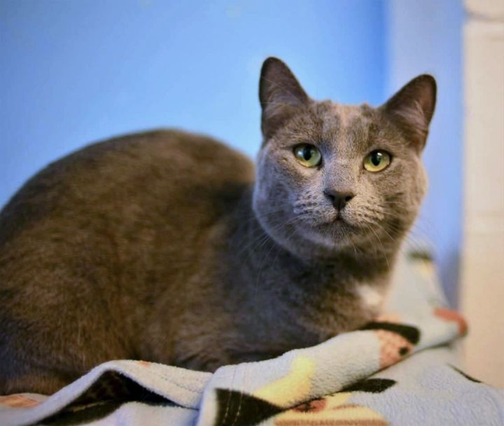 Maggie, an adoptable Domestic Short Hair Mix in Beacon, NY_image-3