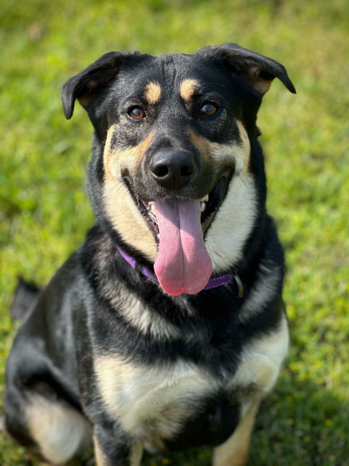 A rottweiler mixed with a best sale german shepherd