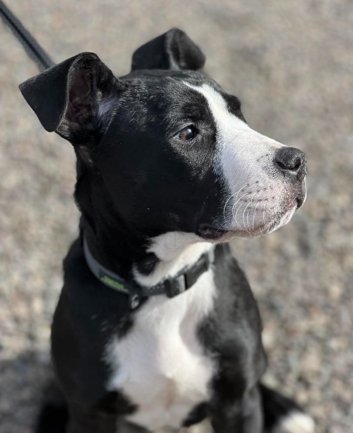 RON JOHNER, an adoptable Pit Bull Terrier & Labrador Retriever Mix in Redmond, WA_image-3