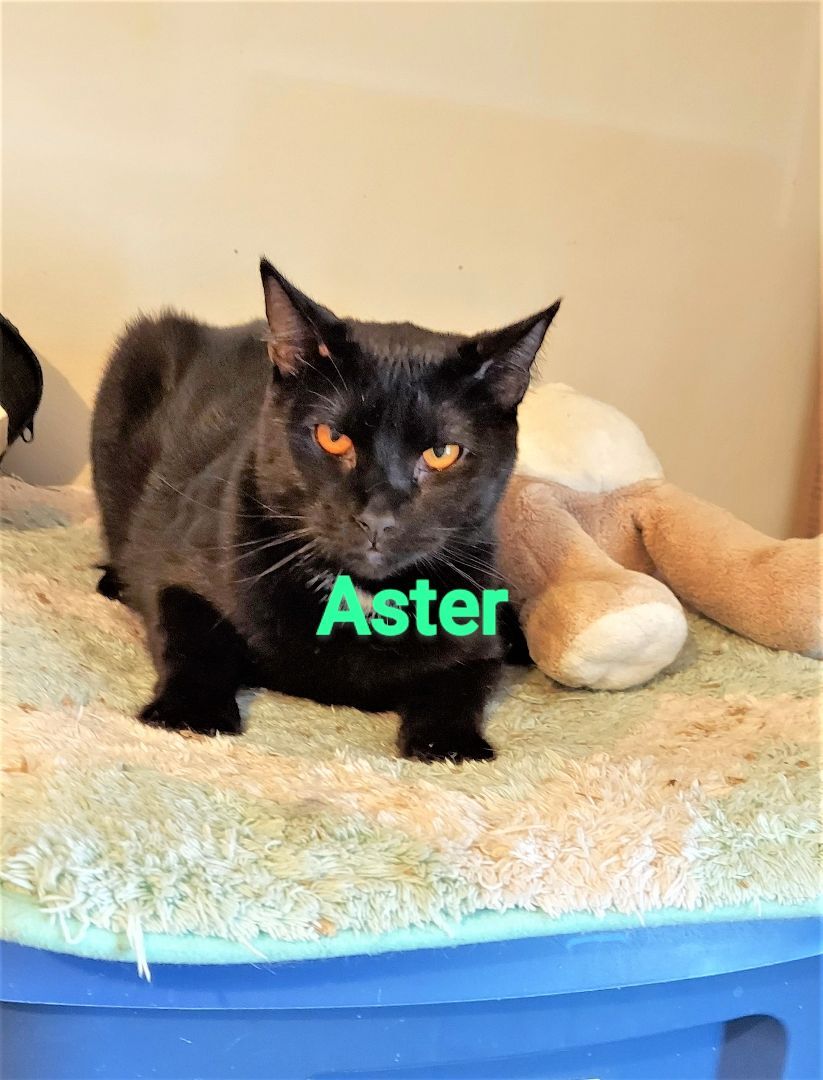 ASTER, an adoptable Domestic Long Hair in Aurora, CO, 80014 | Photo Image 3