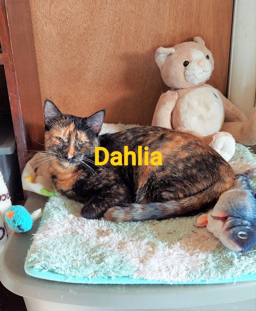 DAHLIA, an adoptable Domestic Short Hair in Aurora, CO, 80014 | Photo Image 5