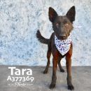 TARA's profile on Petfinder.com