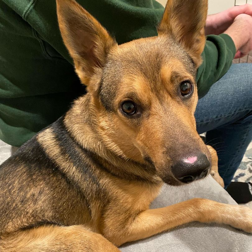 norwegian elkhound german shepherd mix