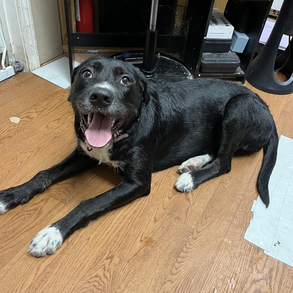 Molly 4, an adoptable Terrier, Labrador Retriever in North Myrtle Beach, SC, 29582 | Photo Image 1