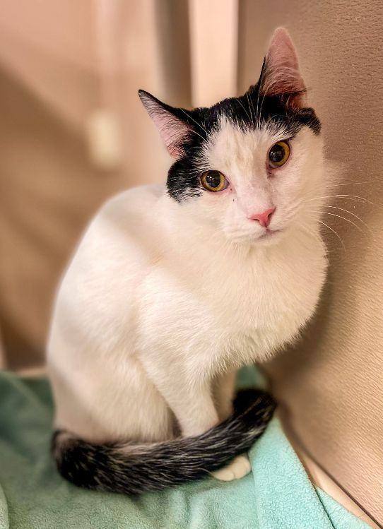 Fester, an adoptable Domestic Short Hair in Carneys Point, NJ_image-1
