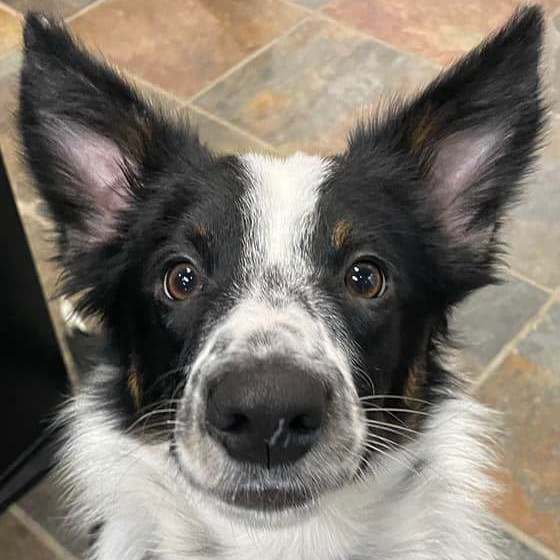 border collie australian cattle dog mix puppies