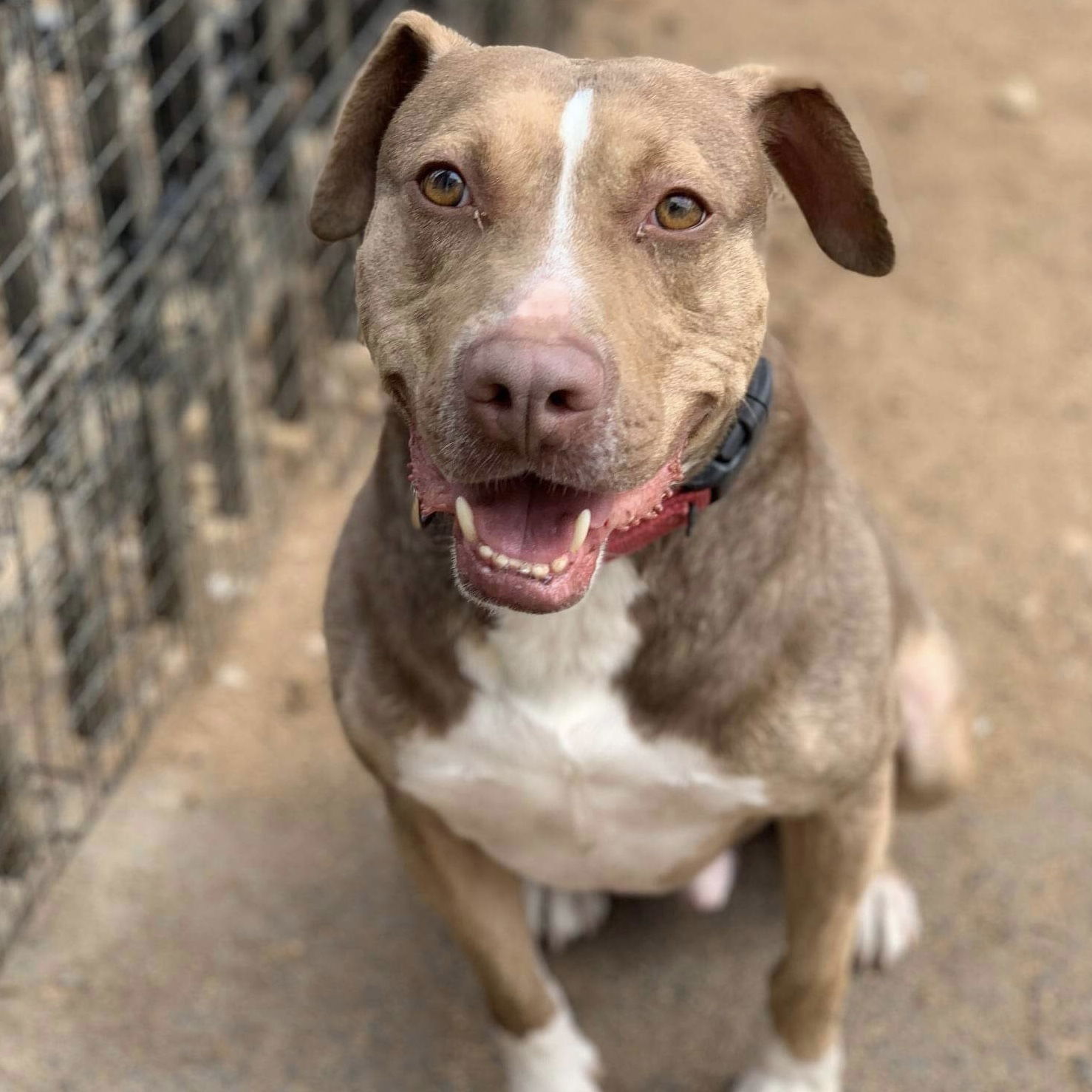 BamBam *Adopt or Foster*, an adoptable Catahoula Leopard Dog in Fairfax, VA, 22038 | Photo Image 1