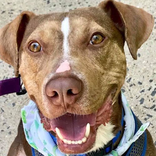BamBam *Adopt or Foster*, an adoptable Catahoula Leopard Dog in Fairfax, VA, 22038 | Photo Image 2
