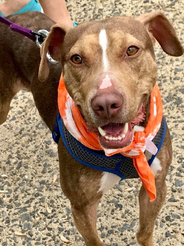 BamBam *Adopt or Foster*, an adoptable Catahoula Leopard Dog in Fairfax, VA, 22038 | Photo Image 3