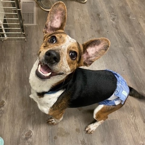 Enzo, an adoptable Beagle in Centralia, IL, 62801 | Photo Image 2