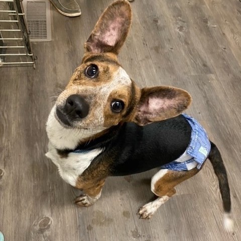 Enzo, an adoptable Beagle in Centralia, IL, 62801 | Photo Image 4