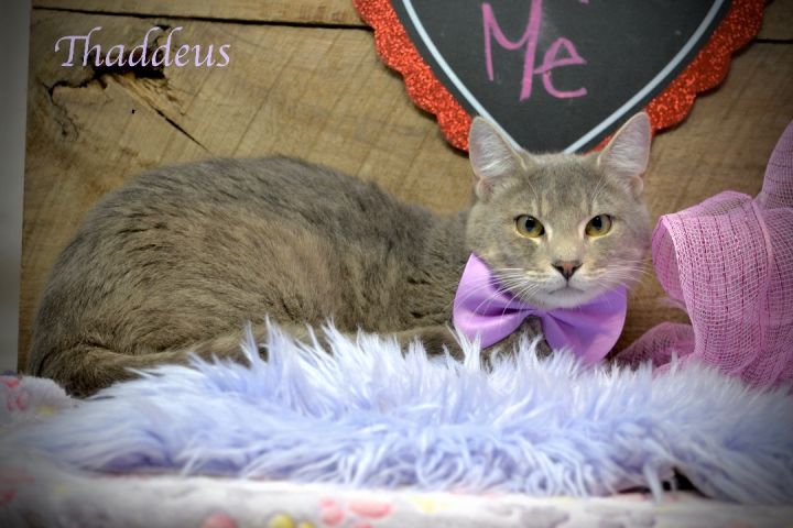 Thaddeus, an adoptable Tabby in Sevierville, TN_image-2