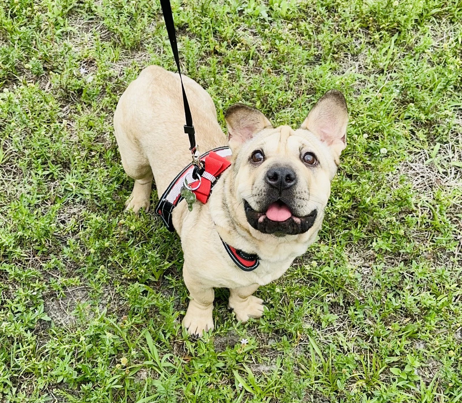 Mala, an adoptable Shar-Pei in Royal Palm Beach, FL, 33411 | Photo Image 1