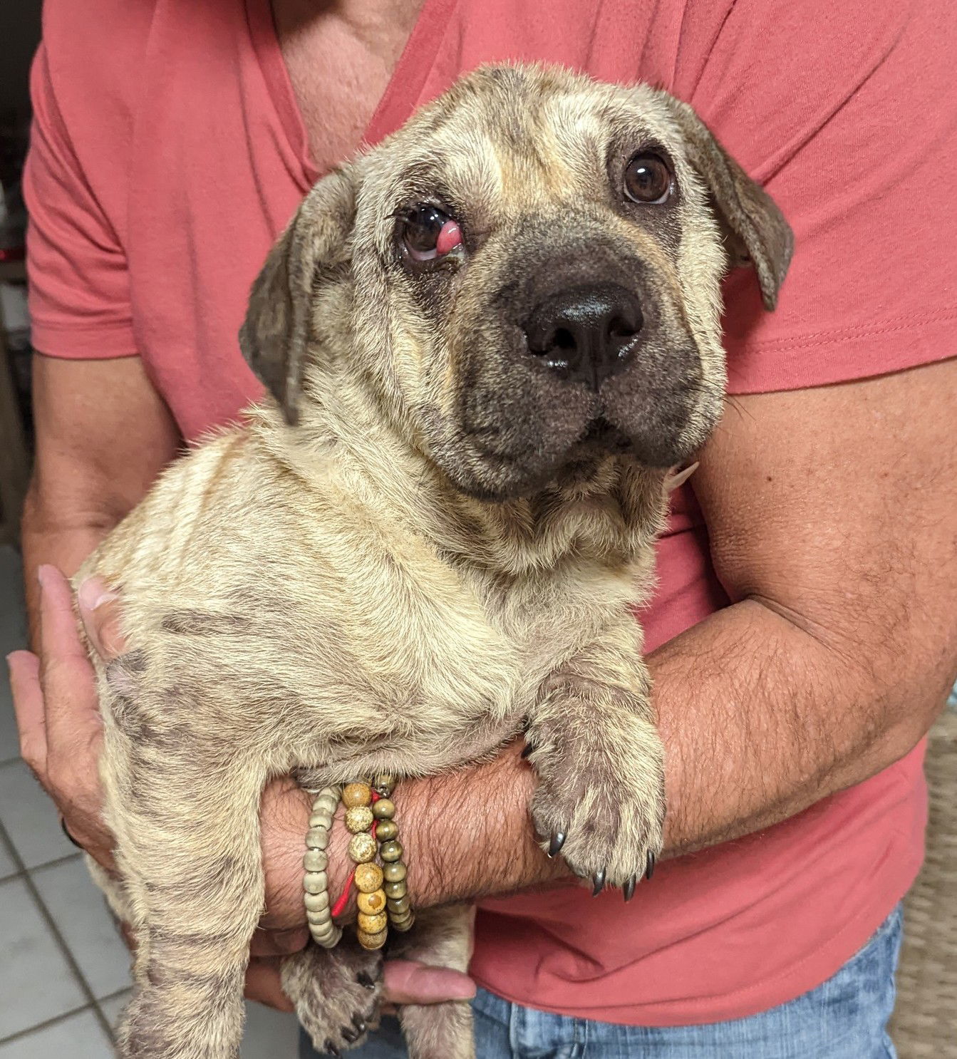 Mala, an adoptable Shar-Pei in Royal Palm Beach, FL, 33411 | Photo Image 2