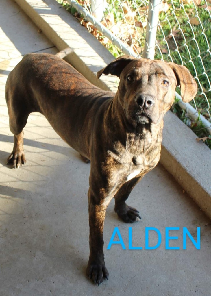 Alden, an adoptable Pit Bull Terrier in Kendallville, IN, 46755 | Photo Image 3