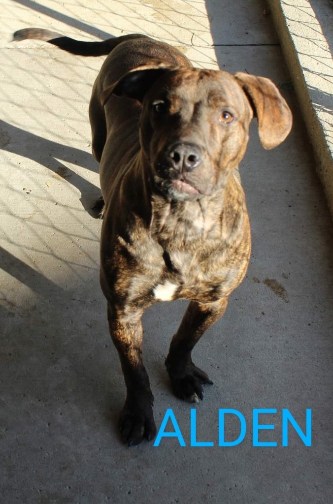 Alden, an adoptable Pit Bull Terrier in Kendallville, IN, 46755 | Photo Image 4