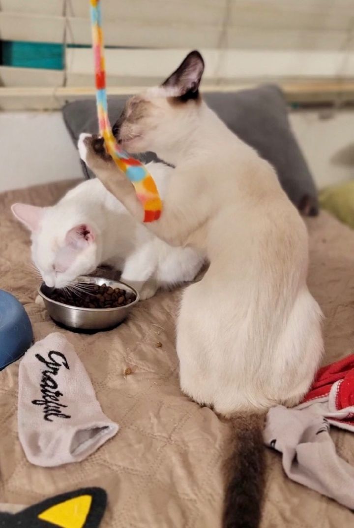 Coco and Kimmie, an adoptable Siamese & Oriental Short Hair Mix in Mission Viejo, CA_image-5