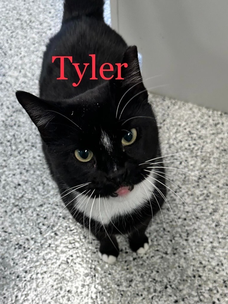 TYLER Cat, an adoptable Domestic Short Hair in New Bern, NC, 28563 | Photo Image 1