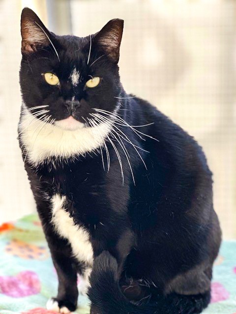 TYLER Cat, an adoptable Domestic Short Hair in New Bern, NC, 28563 | Photo Image 1