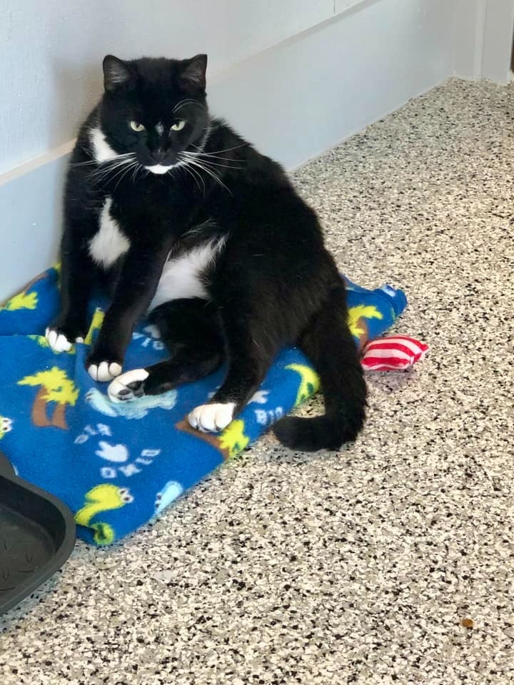 TYLER Cat, an adoptable Domestic Short Hair in New Bern, NC, 28563 | Photo Image 3