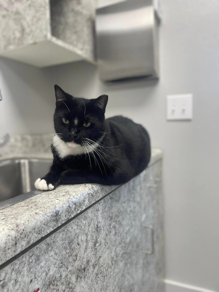 TYLER Cat, an adoptable Domestic Short Hair in New Bern, NC, 28563 | Photo Image 4