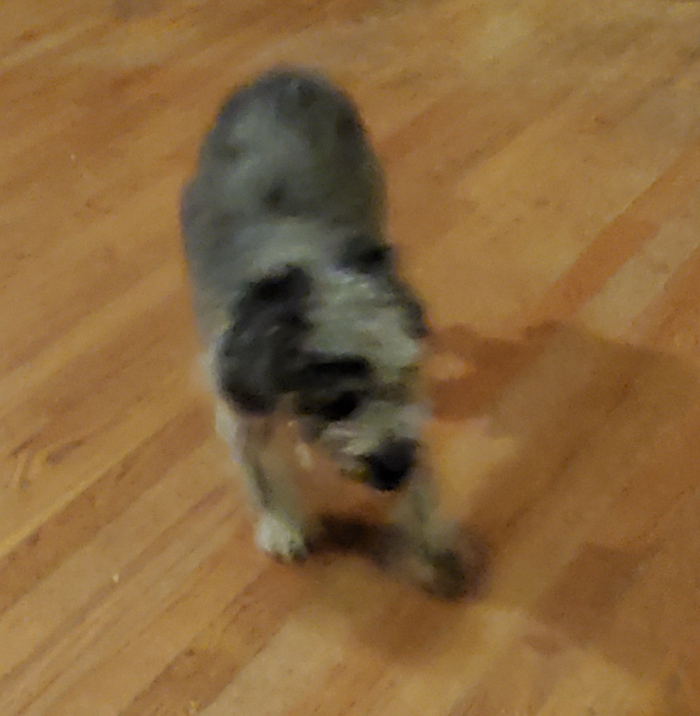Mort, an adoptable Poodle in Salt Lake City, UT, 84117 | Photo Image 2