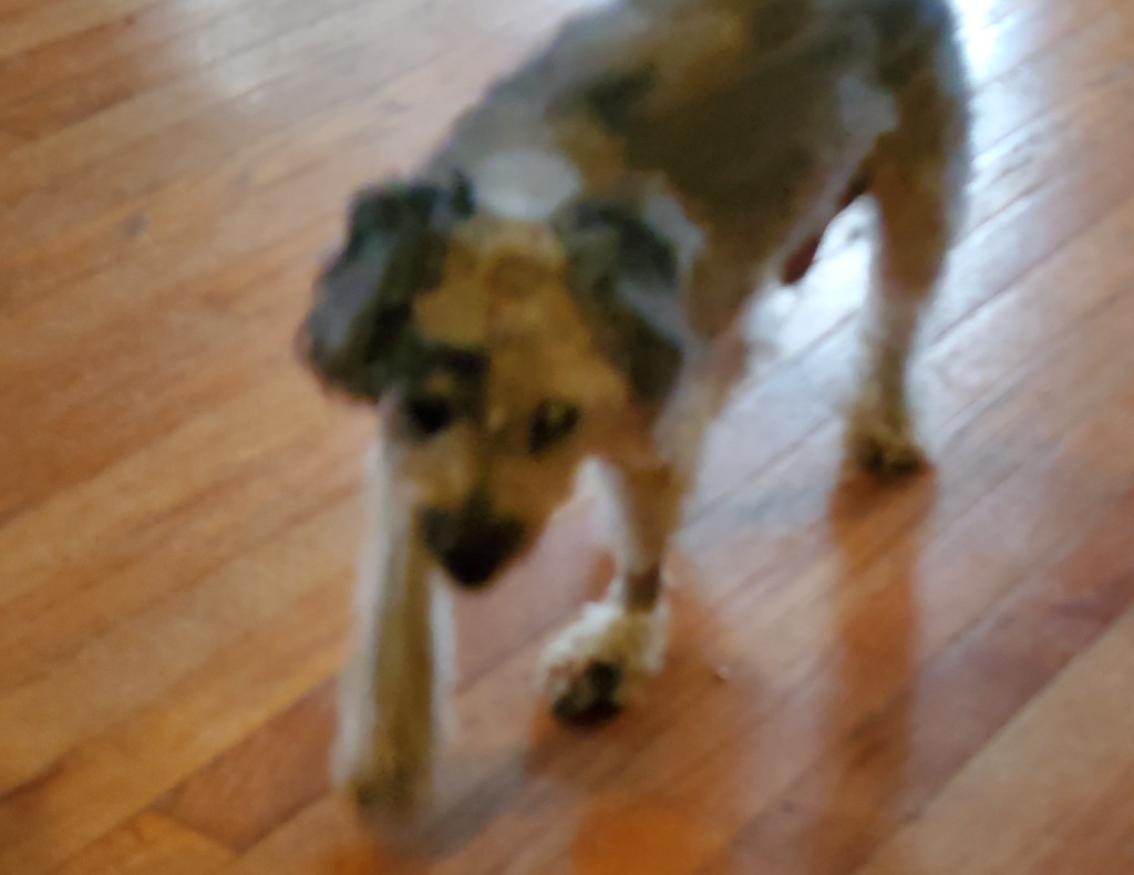 Mort, an adoptable Poodle in Salt Lake City, UT, 84117 | Photo Image 3