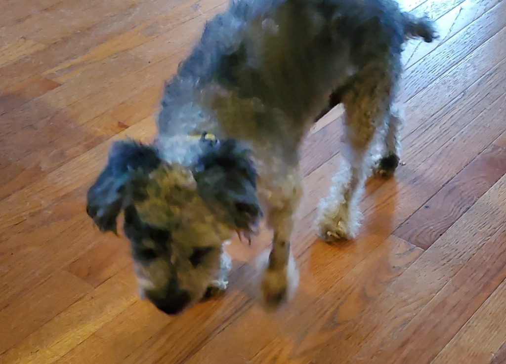 Mort, an adoptable Poodle in Salt Lake City, UT, 84117 | Photo Image 5