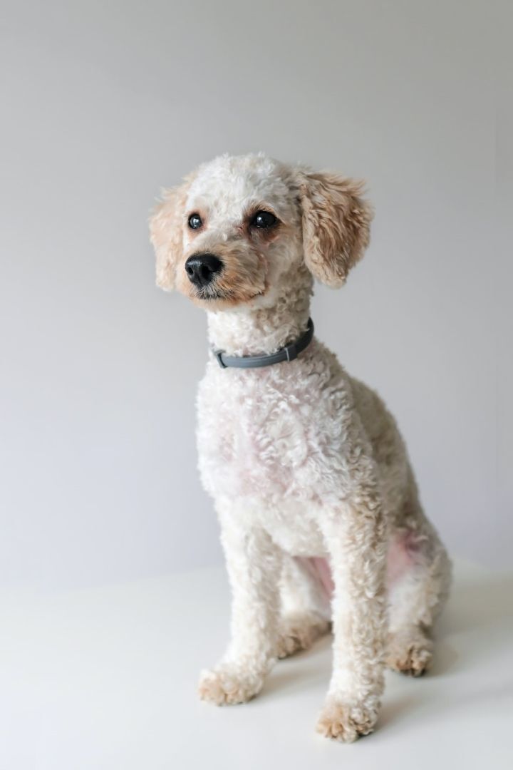 Petfinder toy poodle sale