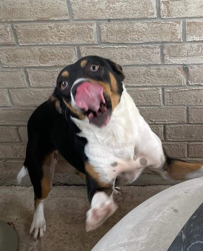 Matcha, an adoptable Entlebucher, Mountain Dog in Shillington, PA, 19607 | Photo Image 2