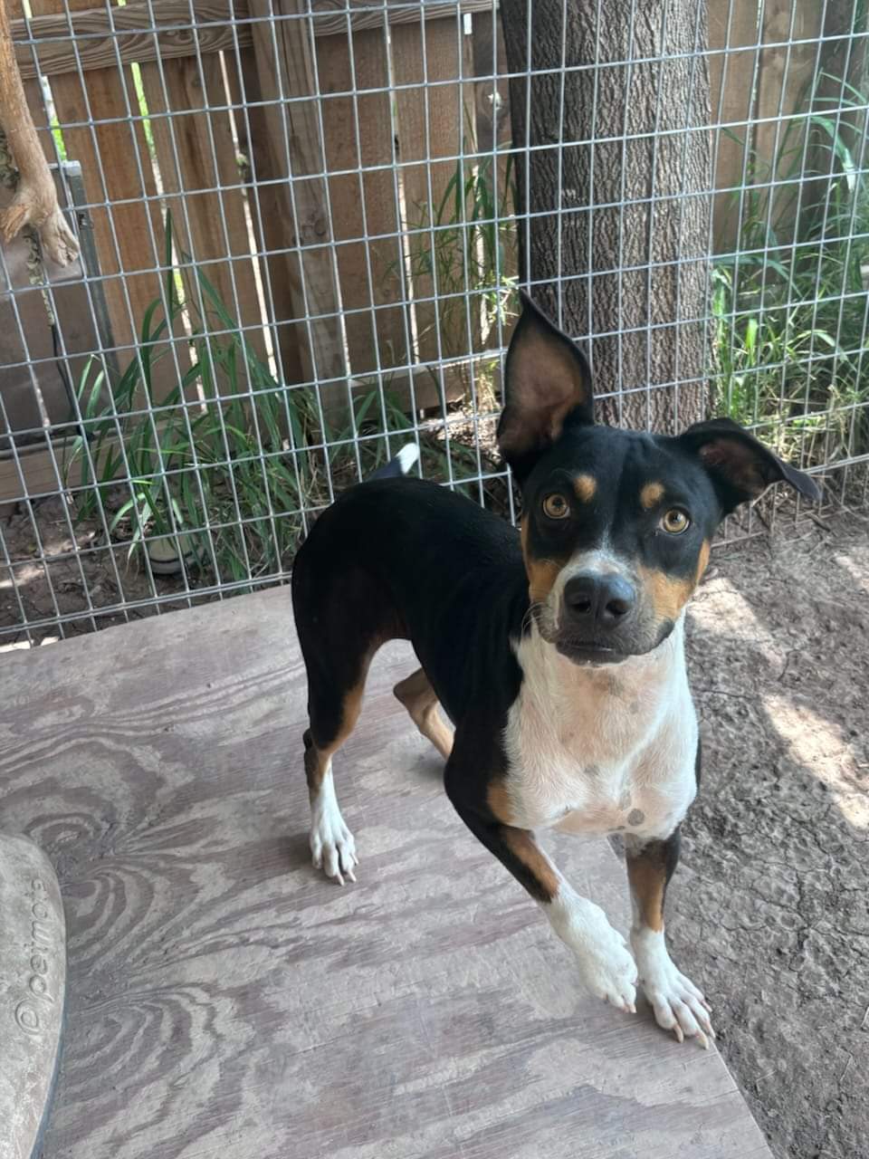 Matcha, an adoptable Entlebucher, Mountain Dog in Shillington, PA, 19607 | Photo Image 3