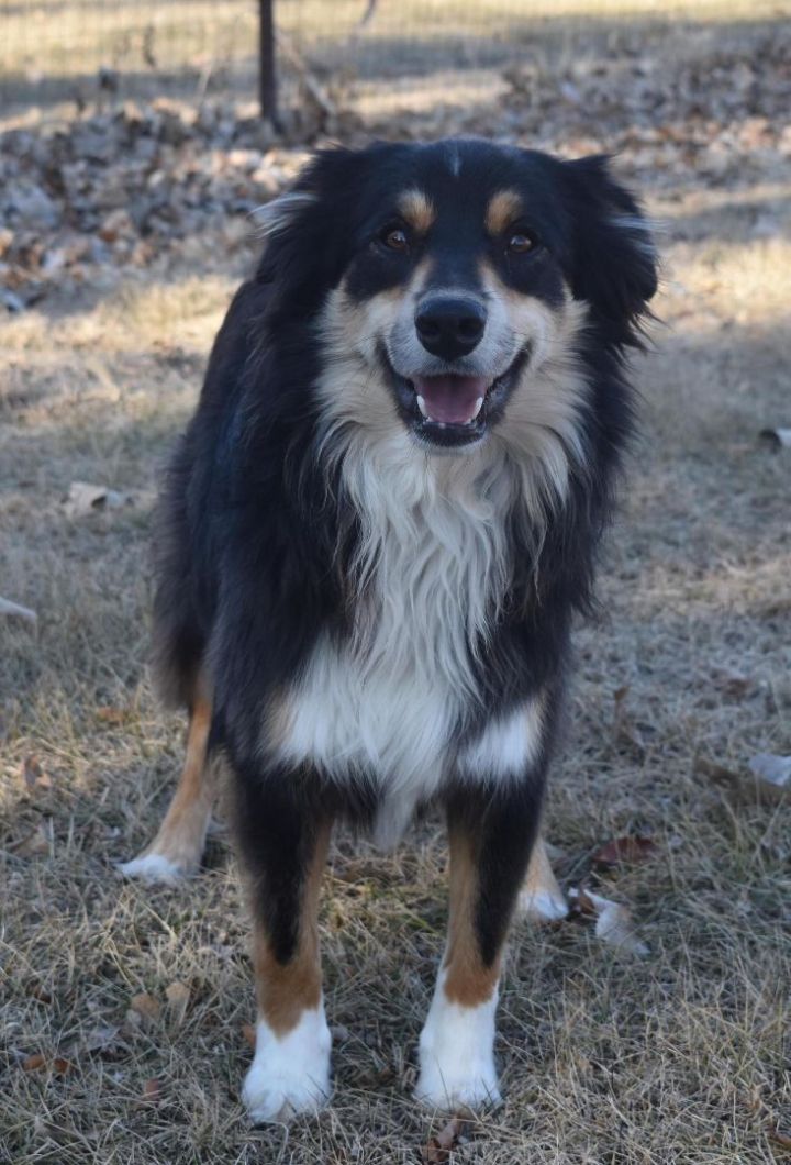 Dog for adoption - Finnegan, an Australian Shepherd in Auburn, NE ...