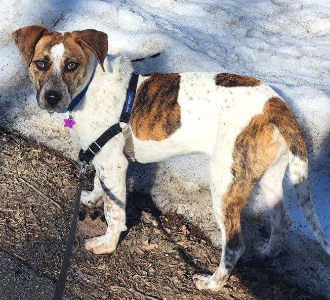 Gabbie *HERE IN NH*, an adoptable Mixed Breed in Northwood, NH_image-2