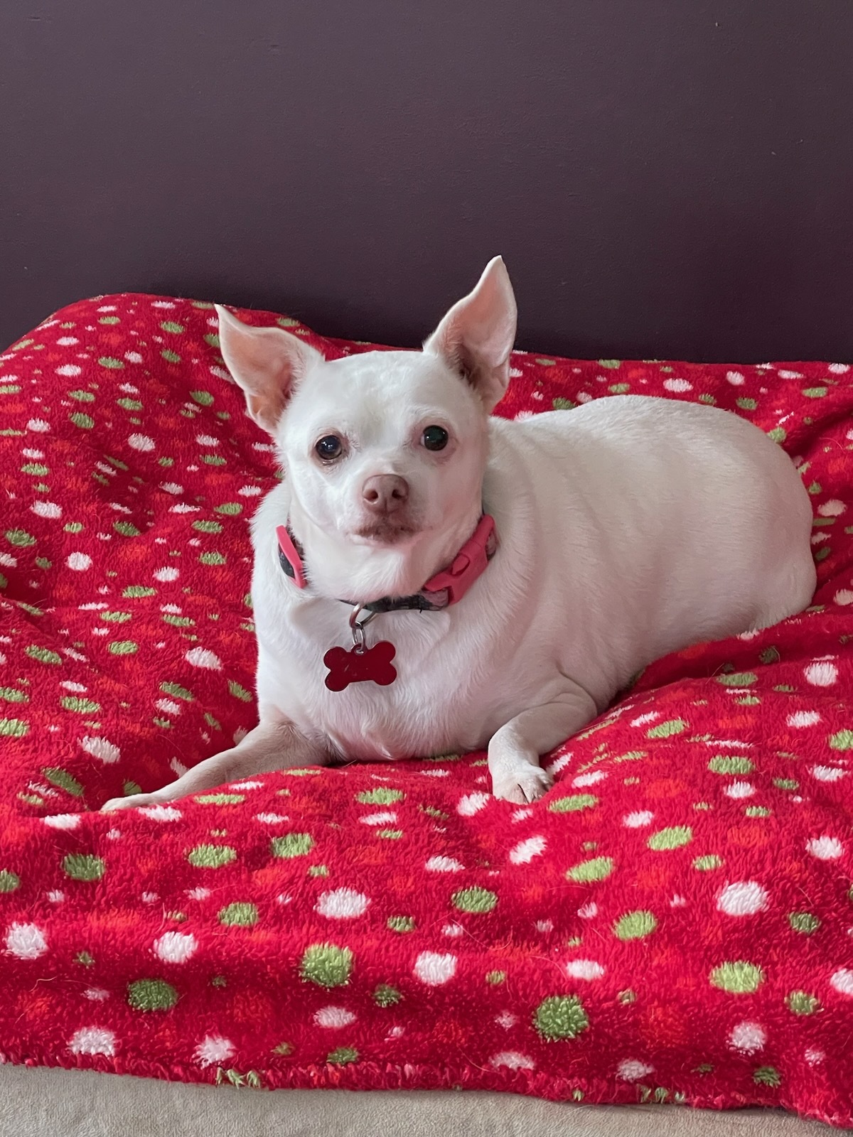 Summer, an adoptable Chihuahua in Shawnee, KS, 66218 | Photo Image 2