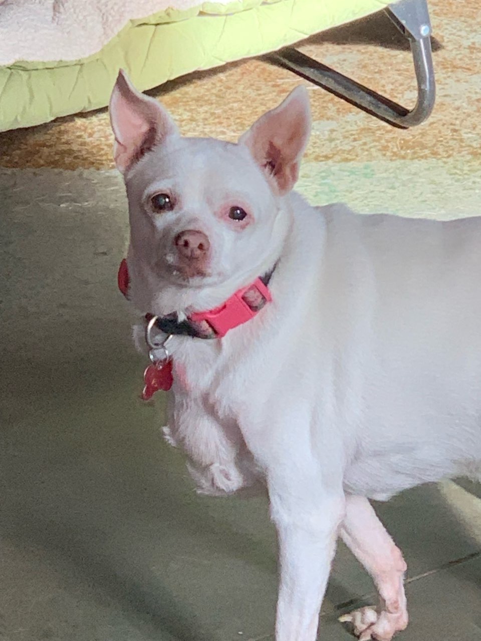 Summer, an adoptable Chihuahua in Shawnee, KS, 66218 | Photo Image 3