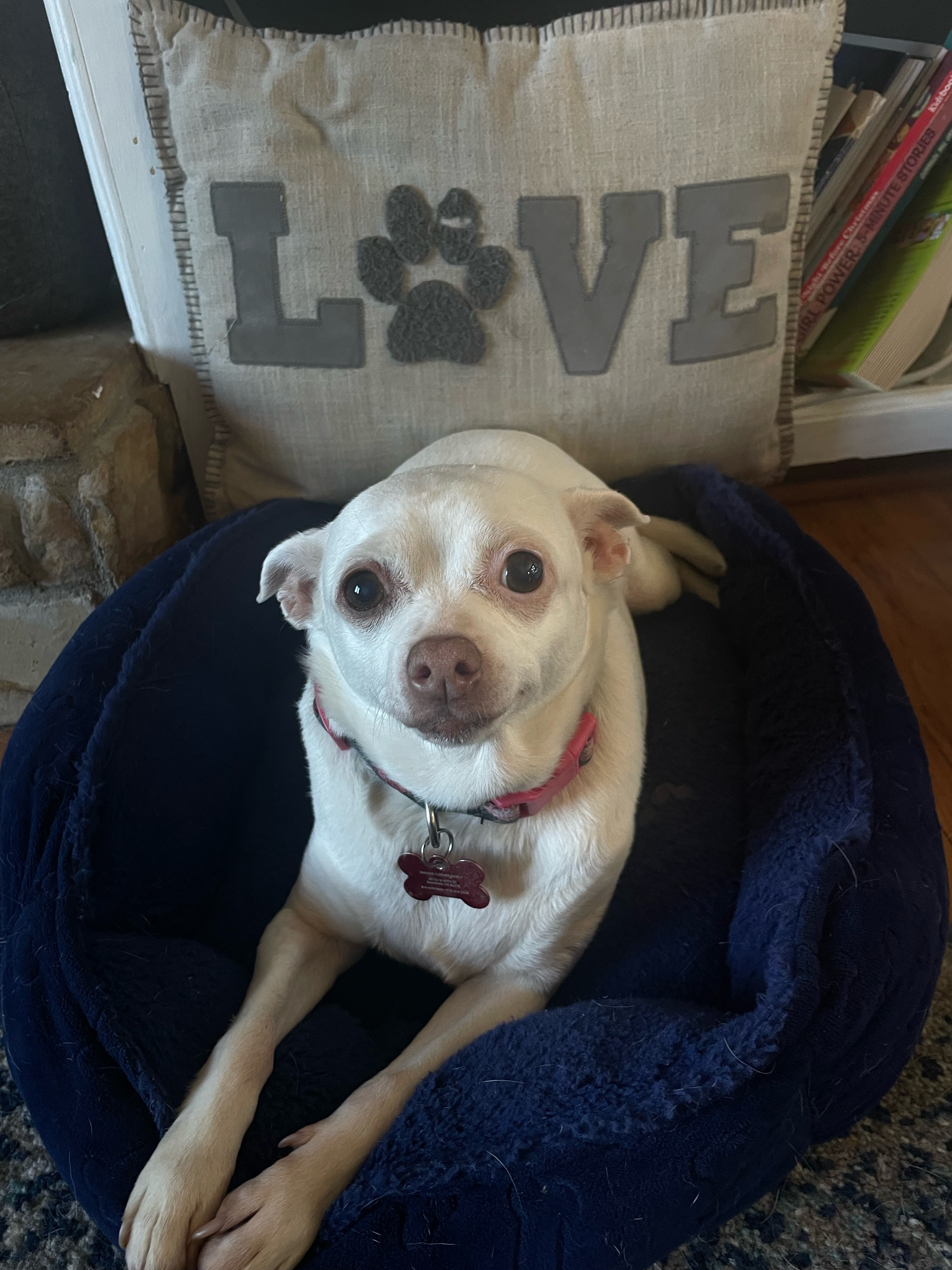 Summer, an adoptable Chihuahua in Shawnee, KS, 66218 | Photo Image 4
