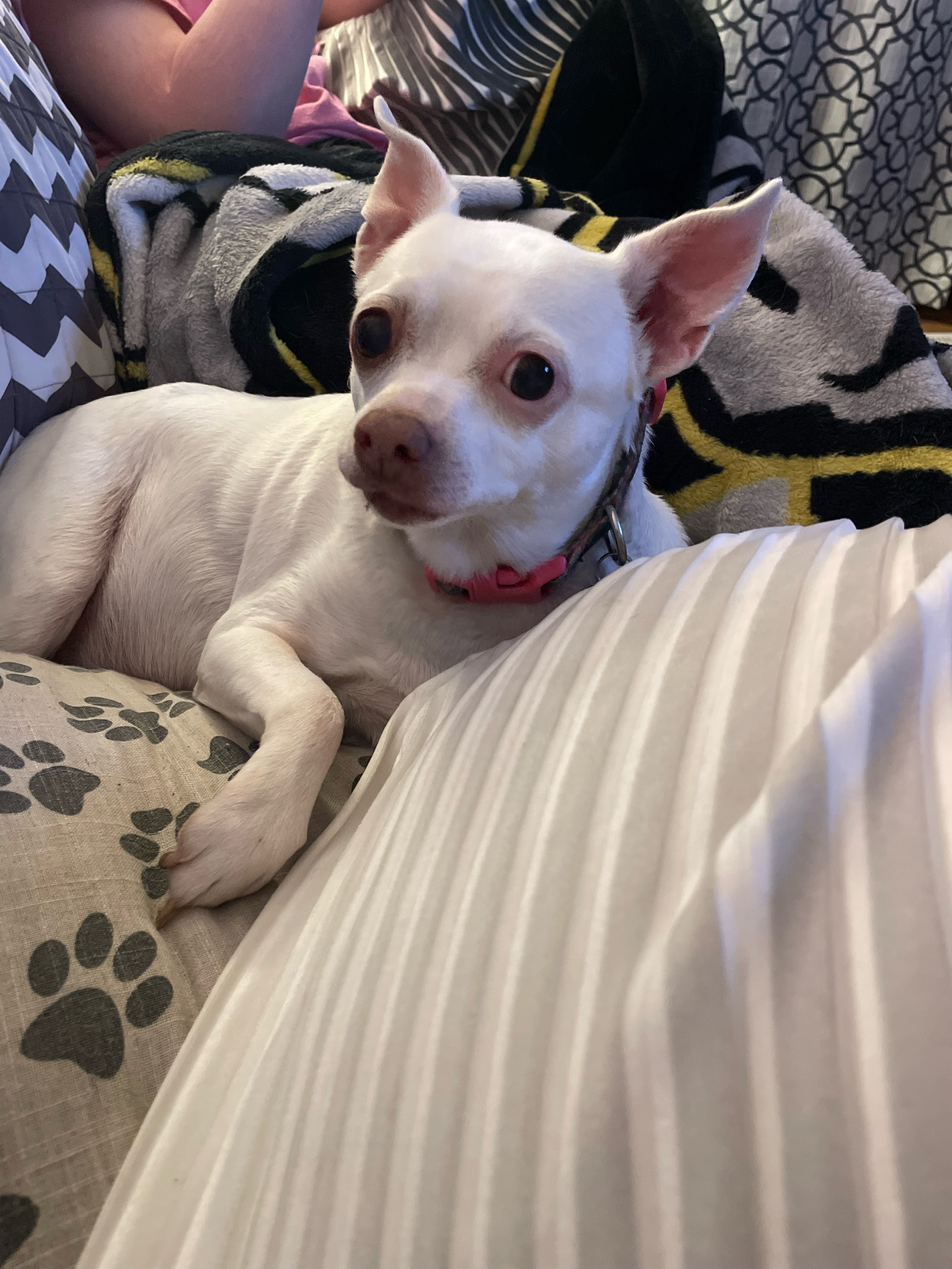 Summer, an adoptable Chihuahua in Shawnee, KS, 66218 | Photo Image 1
