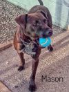 Mason 