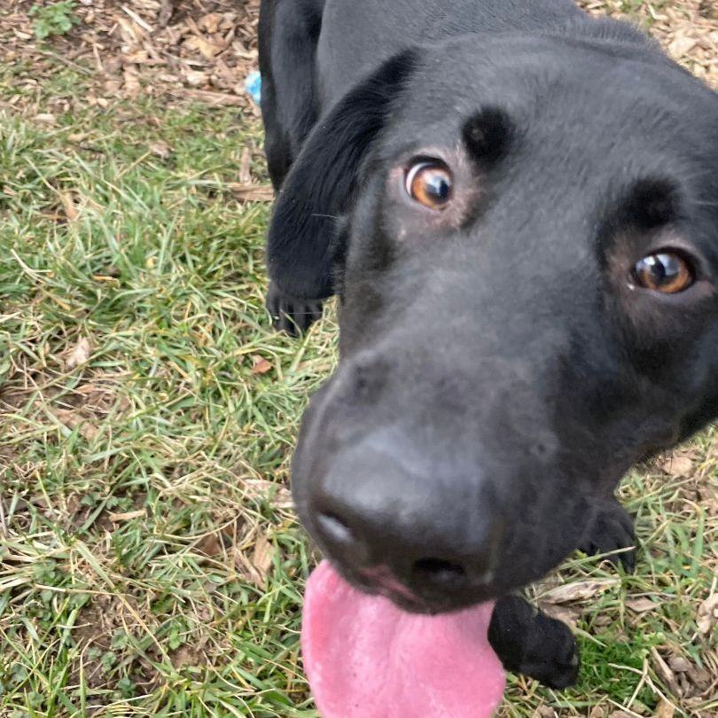 Eve, an adoptable Labrador Retriever in Martinsville, IN, 46151 | Photo Image 2