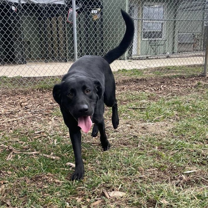 Eve, an adoptable Labrador Retriever in Martinsville, IN, 46151 | Photo Image 4