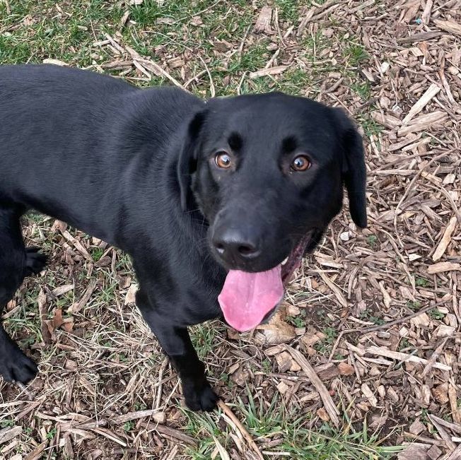 Eve, an adoptable Labrador Retriever in Martinsville, IN, 46151 | Photo Image 5