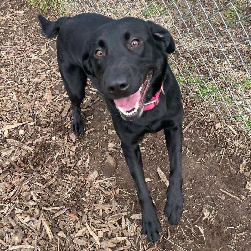 Eve, an adoptable Labrador Retriever in Martinsville, IN, 46151 | Photo Image 1