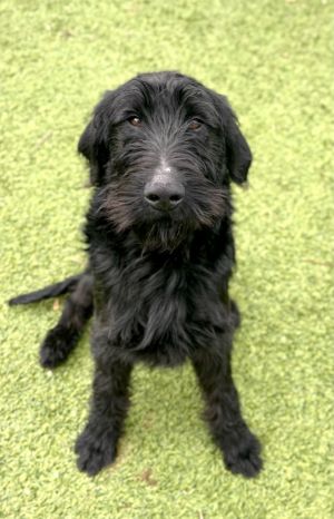 Fayetteville ar humane society restor alcon iol