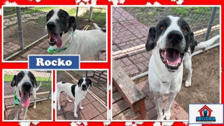 Rocko, an adoptable Great Dane Mix in TYLER, TX_image-6