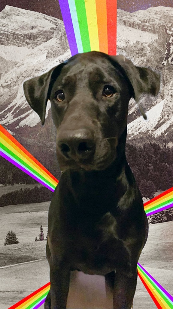 Dougie, an adoptable Great Dane & Labrador Retriever Mix in TYLER, TX_image-1