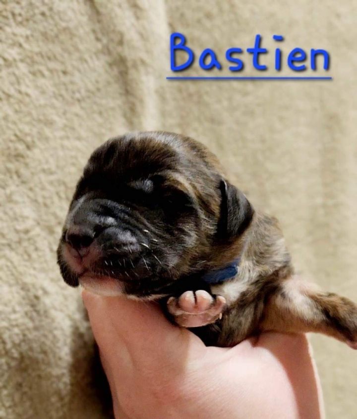 Bastien (blue collar) 2