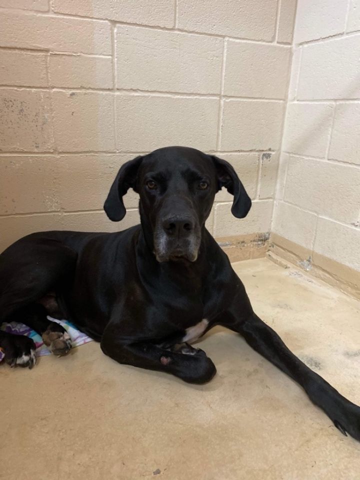 Mays, an adoptable Great Dane in TYLER, TX_image-2