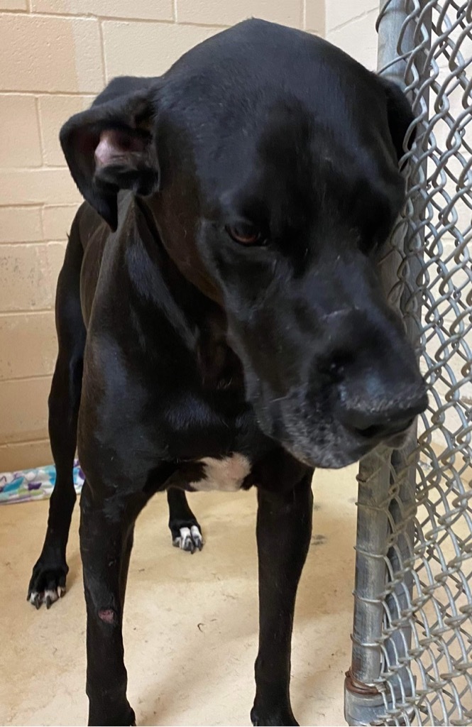 Mays, an adoptable Great Dane in TYLER, TX_image-4